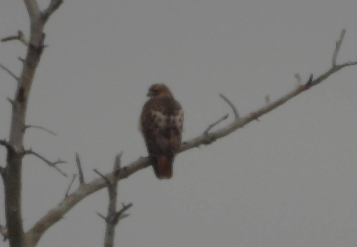 Rotschwanzbussard - ML646146035