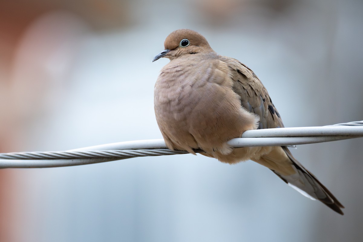 Carolinataube - ML646146036