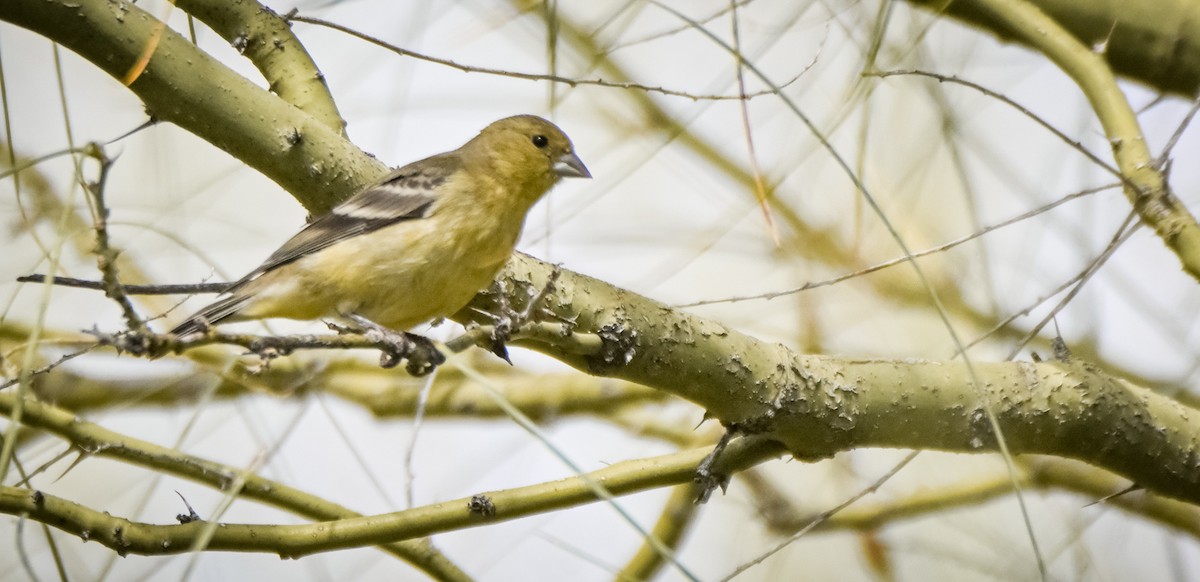 Mexikozeisig - ML646146037