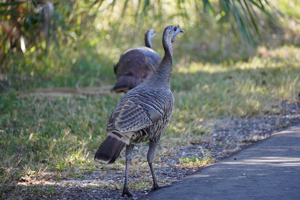 Truthuhn - ML646146038