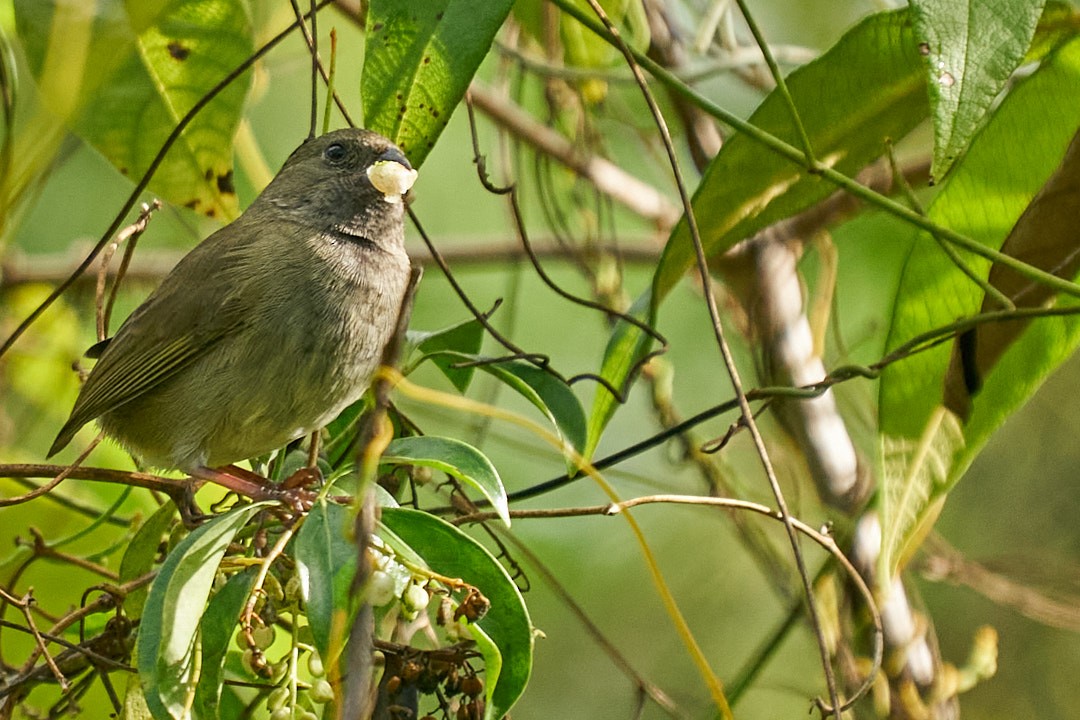 Jamaikagimpeltangare - ML646146039