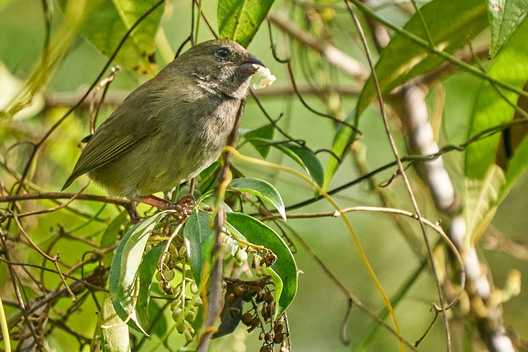 Jamaikagimpeltangare - ML646146040