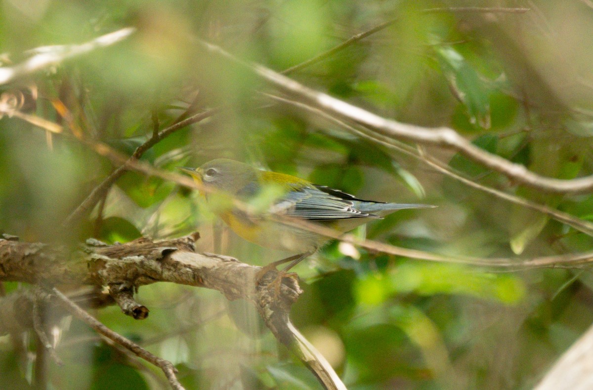 Northern Parula - ML646146042