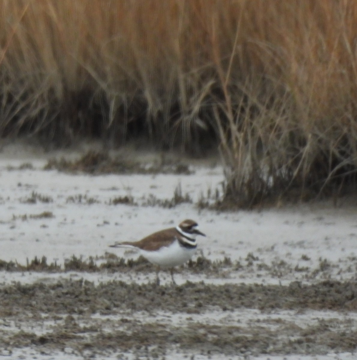 Keilschwanz-Regenpfeifer - ML646146044