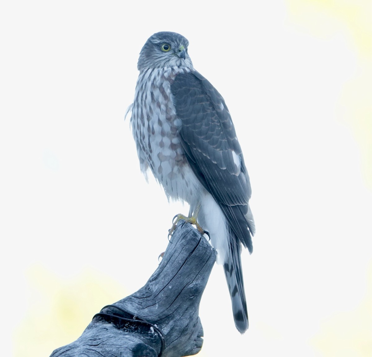 Sharp-shinned Hawk - ML646146050