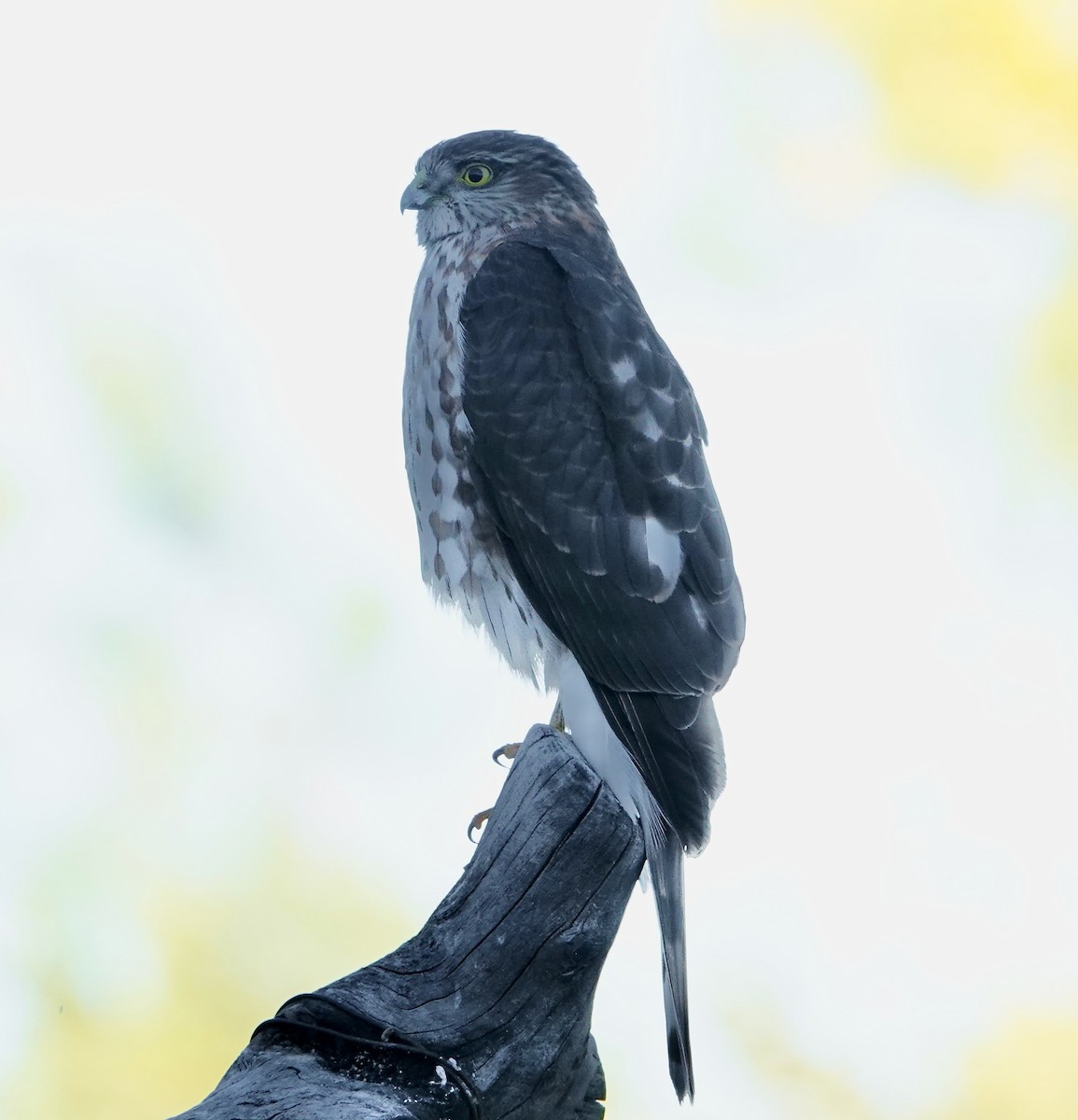 Sharp-shinned Hawk - ML646146051