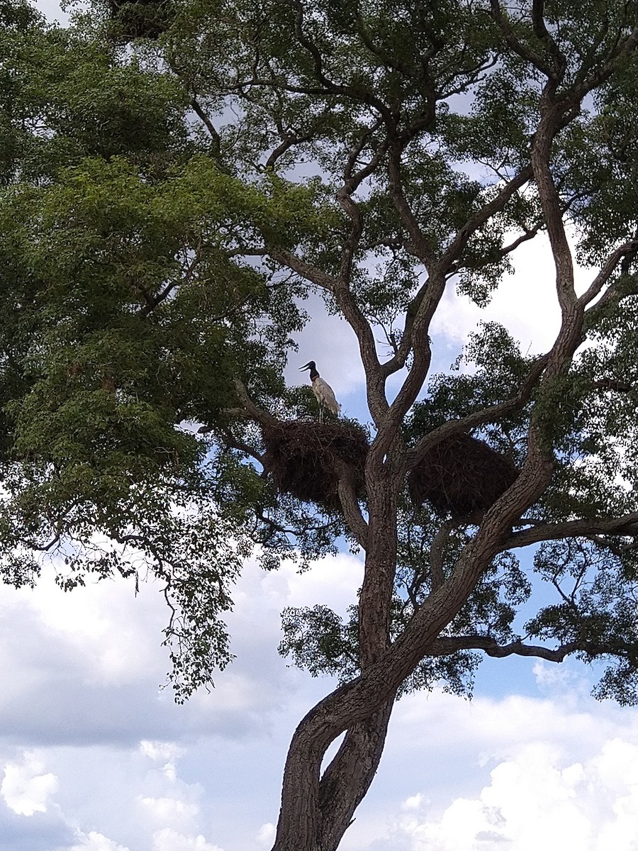 Jabiru - ML646146054