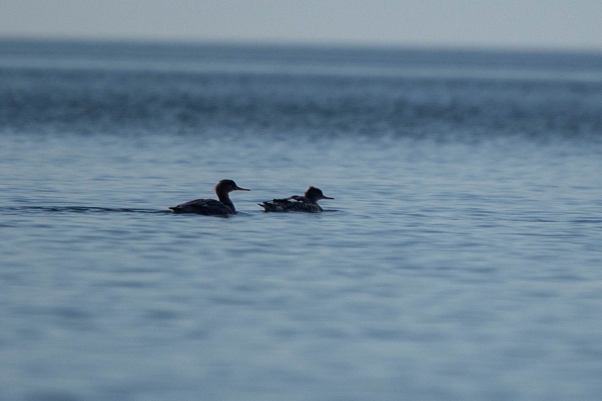 Red-breasted Merganser - ML646146056