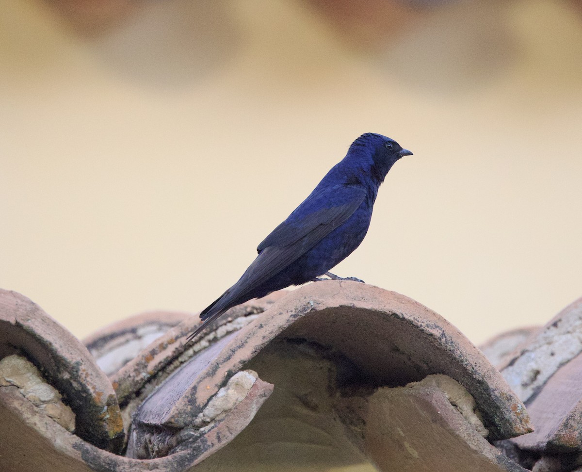 Southern Martin - ML646146057