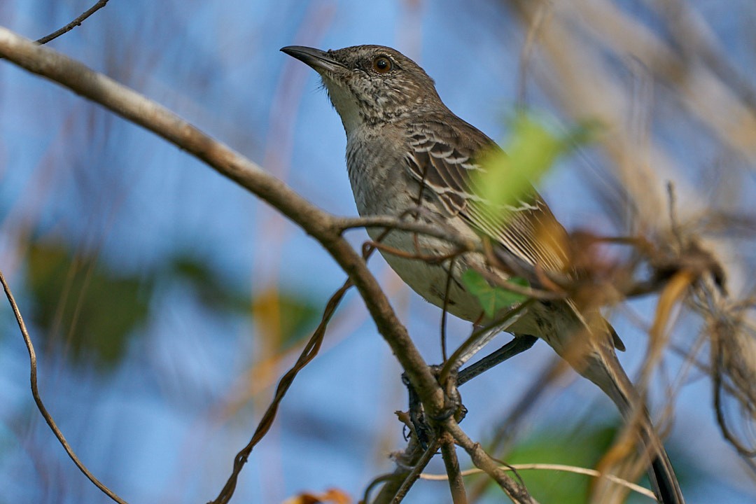 Bahama Mockingbird - ML646146058
