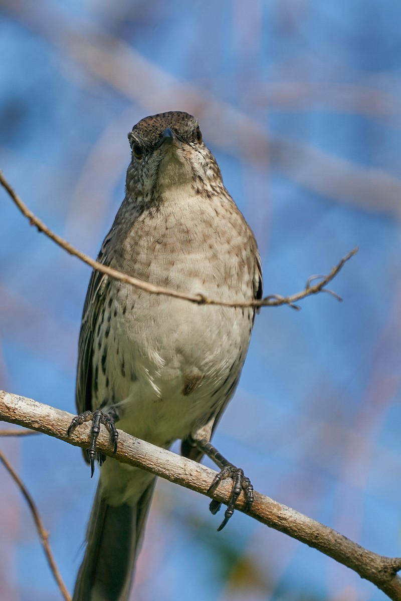 Bahama Mockingbird - ML646146059