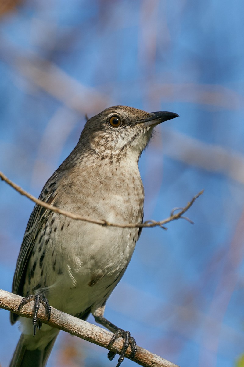 Bahama Mockingbird - ML646146061