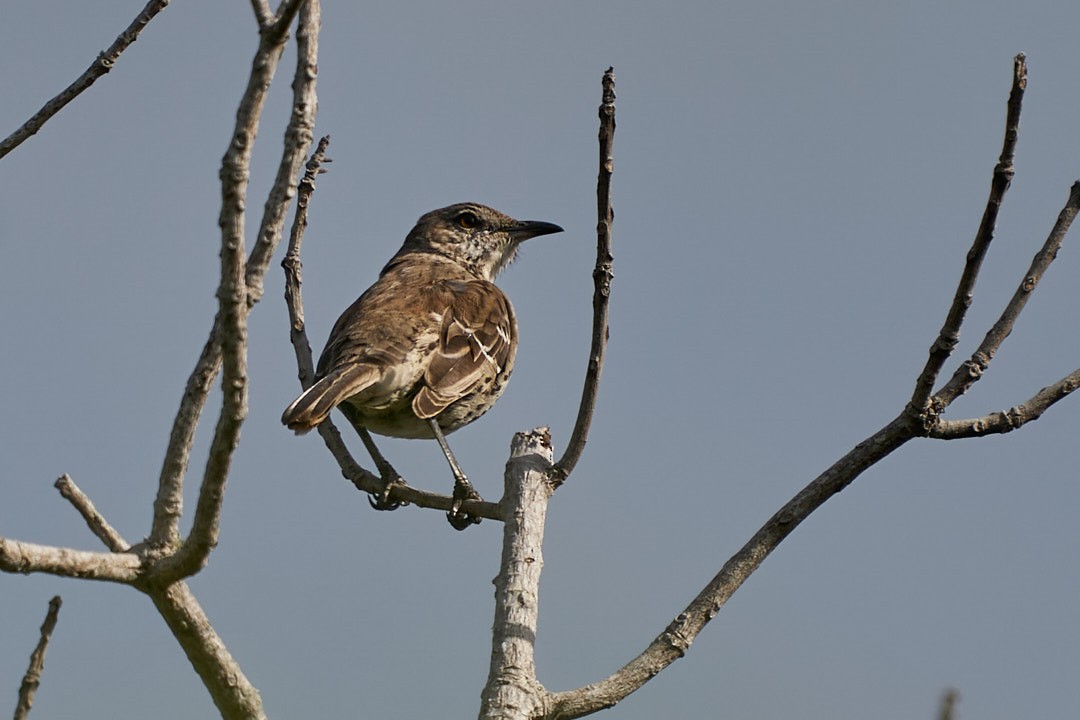 Bahama Mockingbird - ML646146062