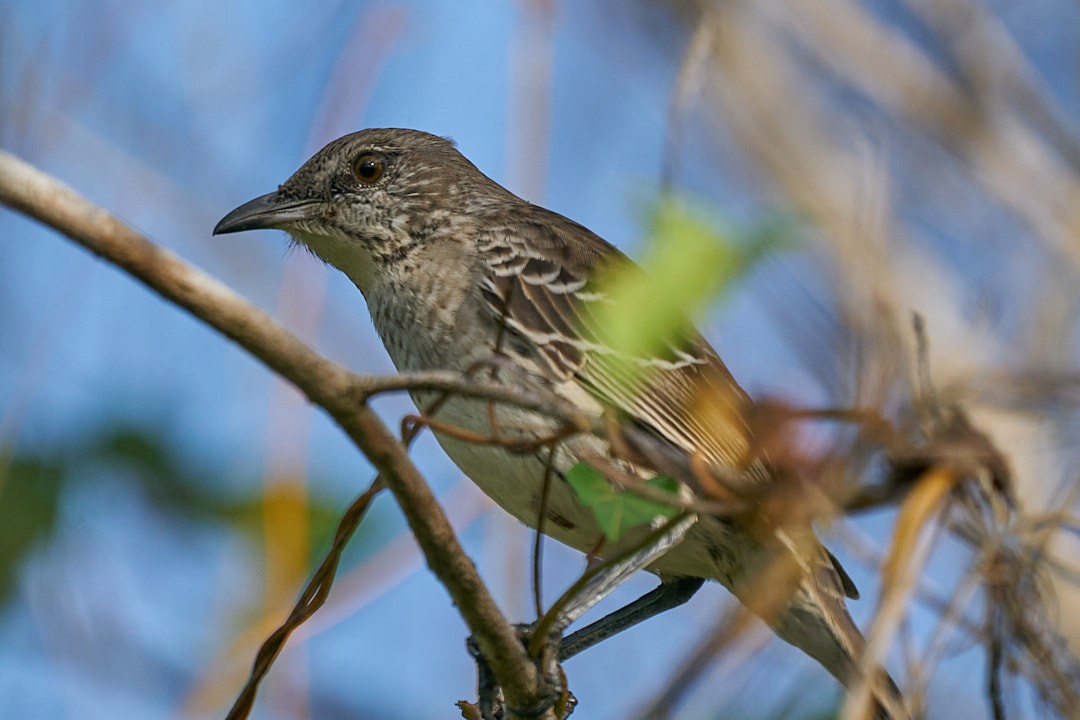 Bahama Mockingbird - ML646146063