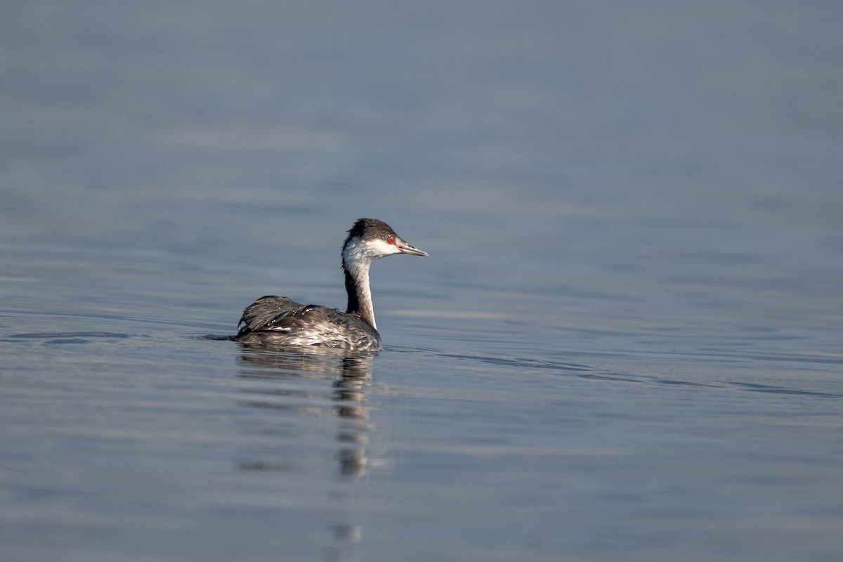 Horned Grebe - ML646146073