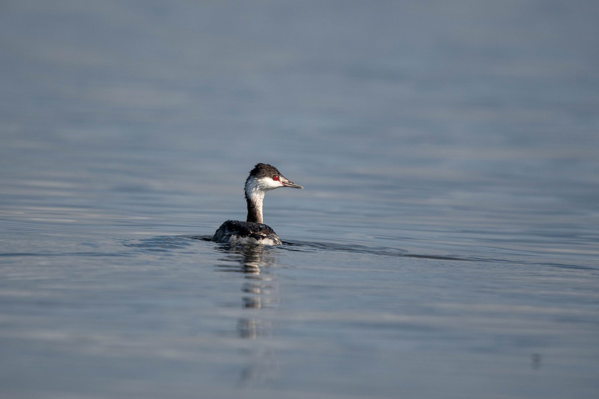 Horned Grebe - ML646146075