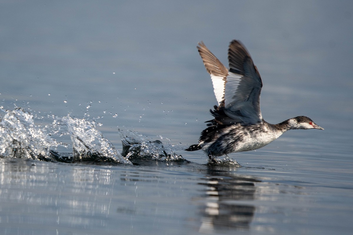 Horned Grebe - ML646146076
