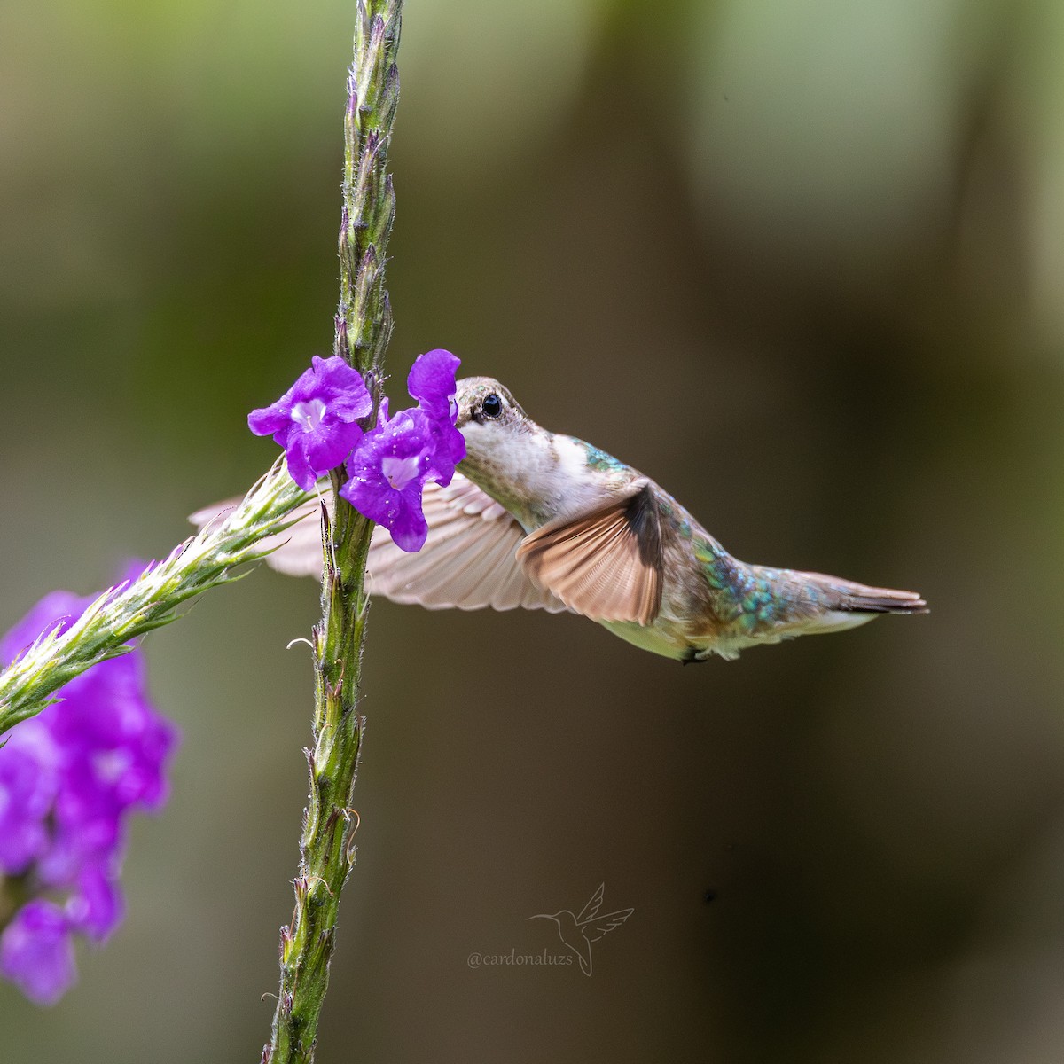 Ruby-throated Hummingbird - ML646146084