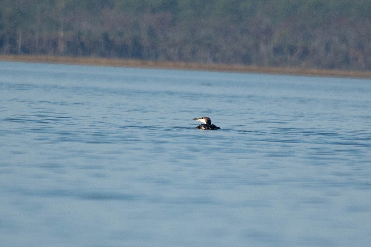 Common Loon - ML646146085