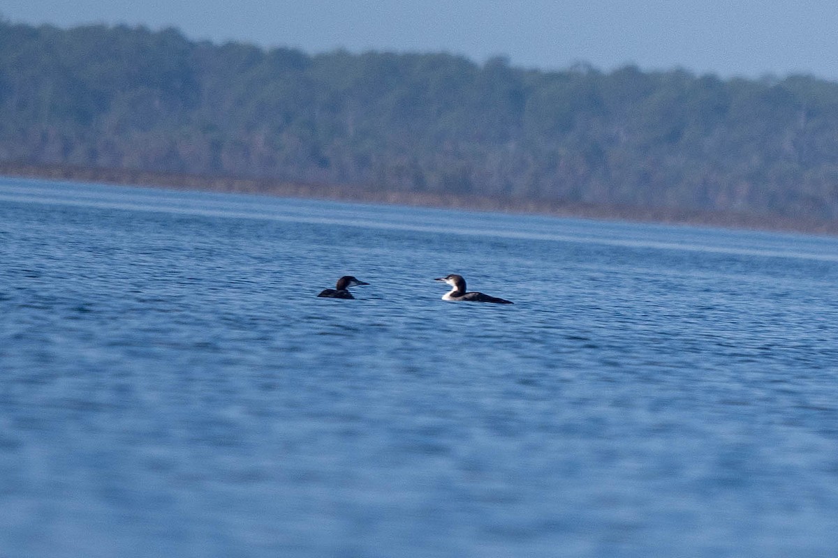 Common Loon - ML646146087