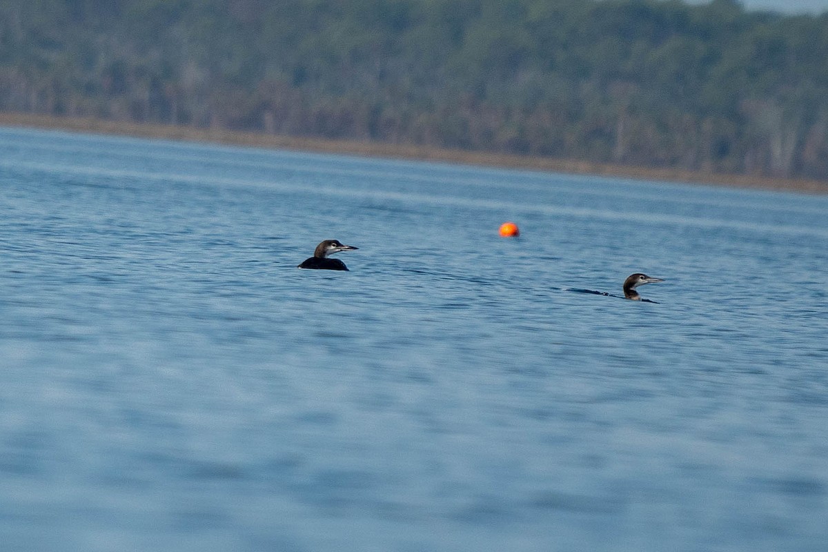 Common Loon - ML646146092