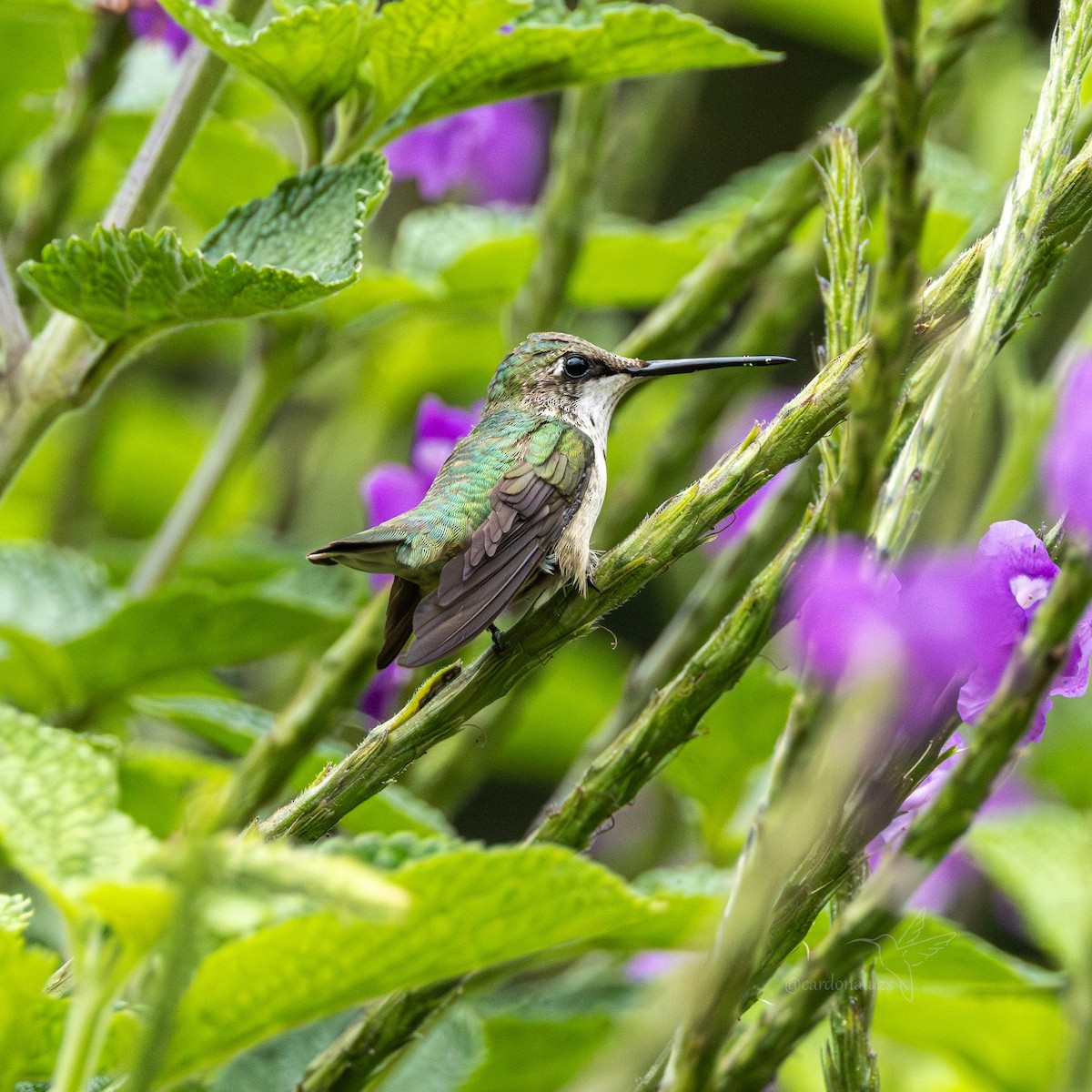Ruby-throated Hummingbird - ML646146096