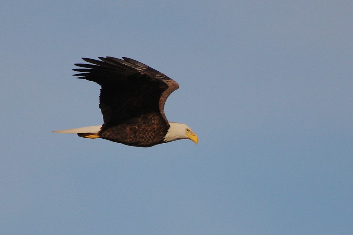 Bald Eagle - ML646146097