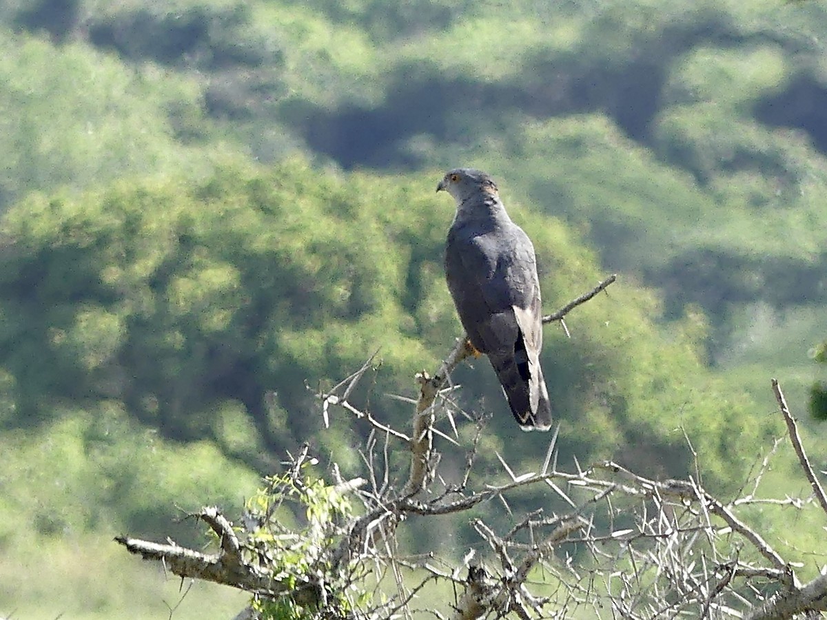African Cuckoo-Hawk - ML646146099