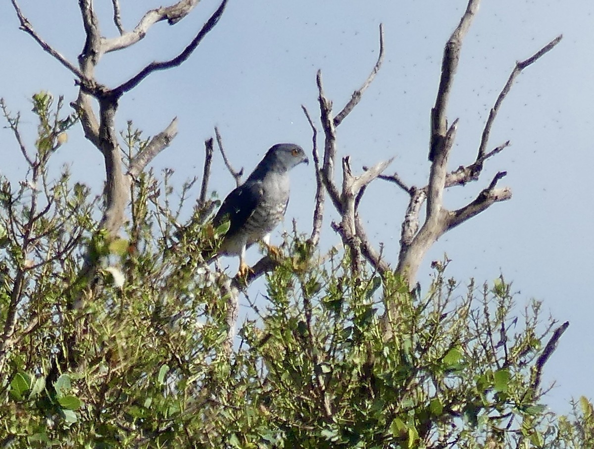 African Cuckoo-Hawk - ML646146101
