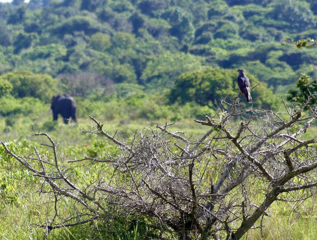 Шуляк африканський - ML646146103