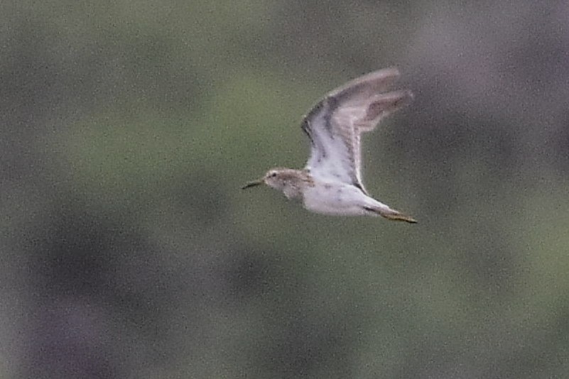 Побережник арктичний - ML646146104