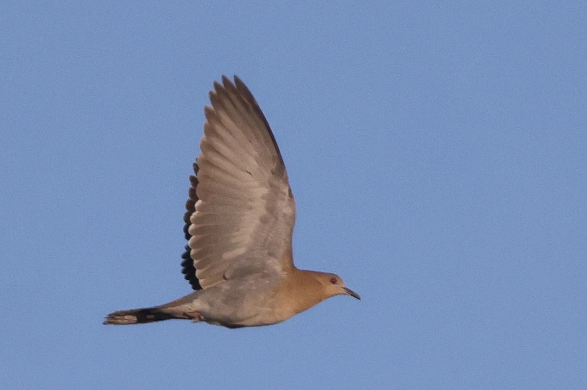 White-winged Dove - ML646146105