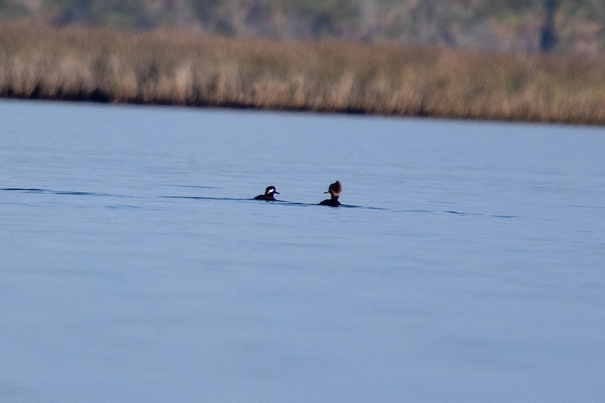Hooded Merganser - ML646146106