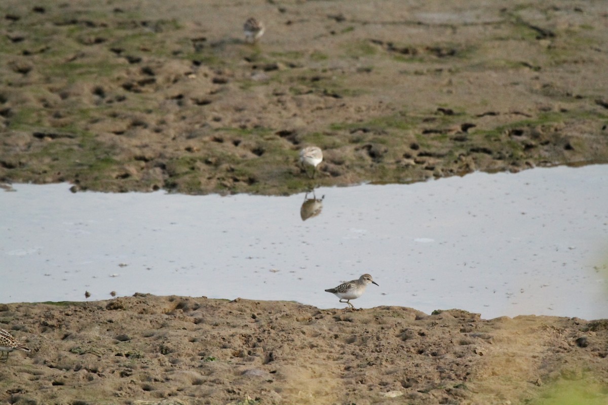 Western Sandpiper - ML646146107