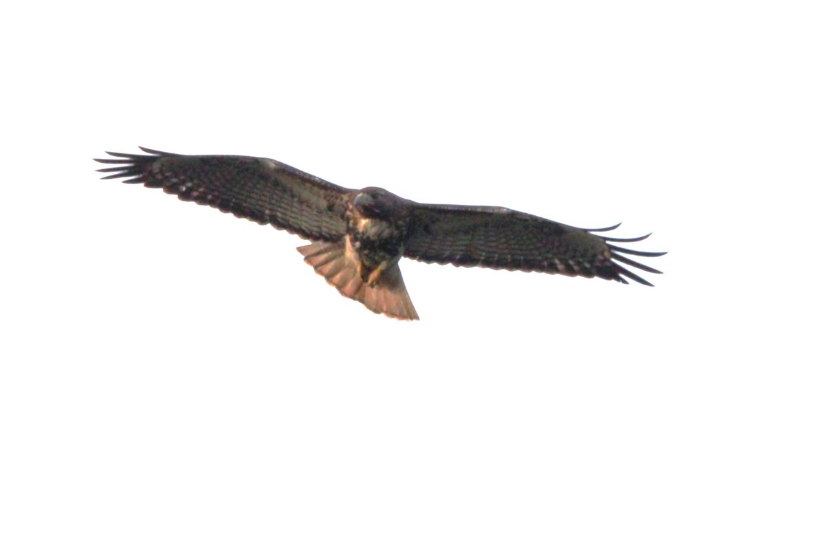 Red-tailed Hawk - ML646146108