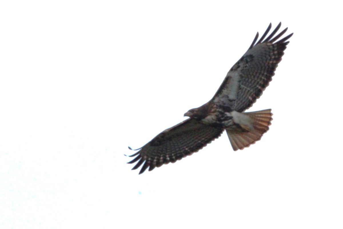 Red-tailed Hawk - ML646146109