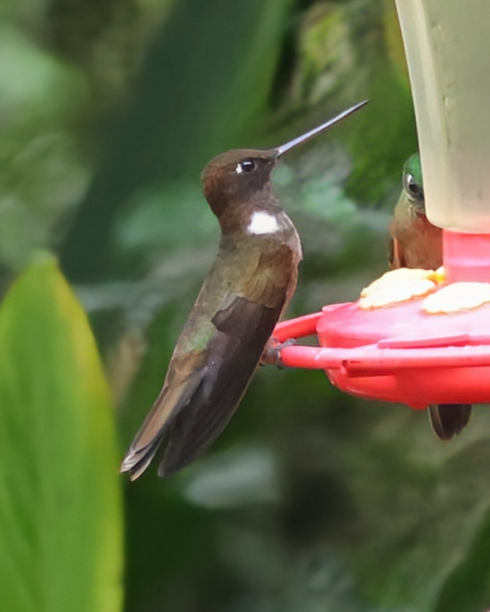 Brown Inca - ML646146110