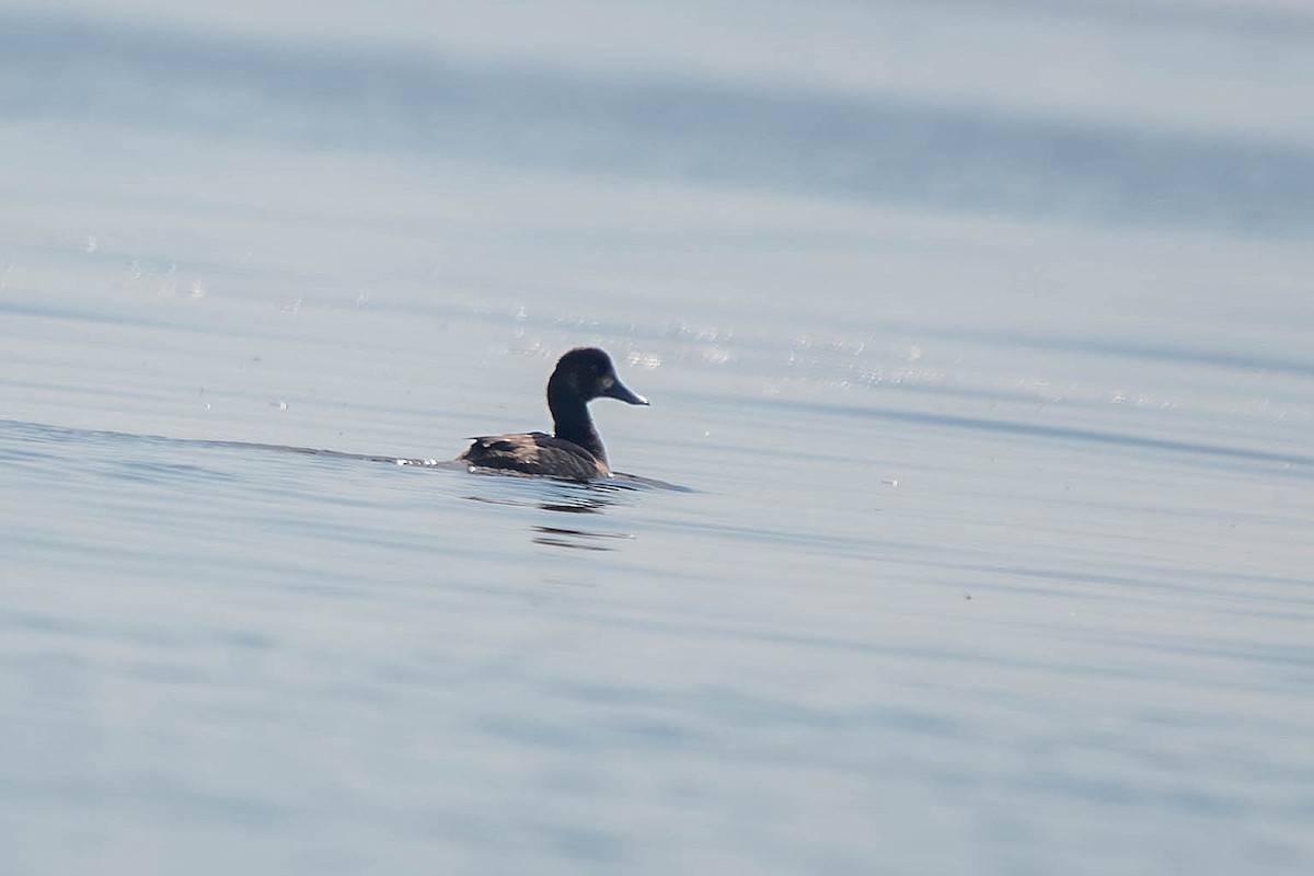 Lesser Scaup - ML646146125