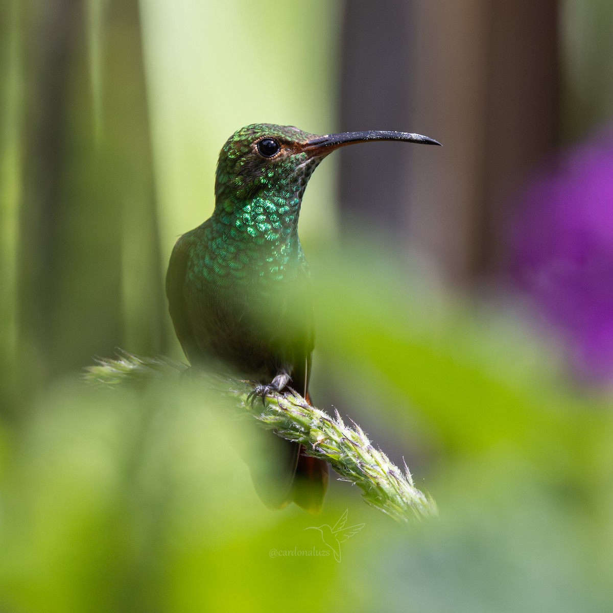 Rufous-tailed Hummingbird - ML646146126