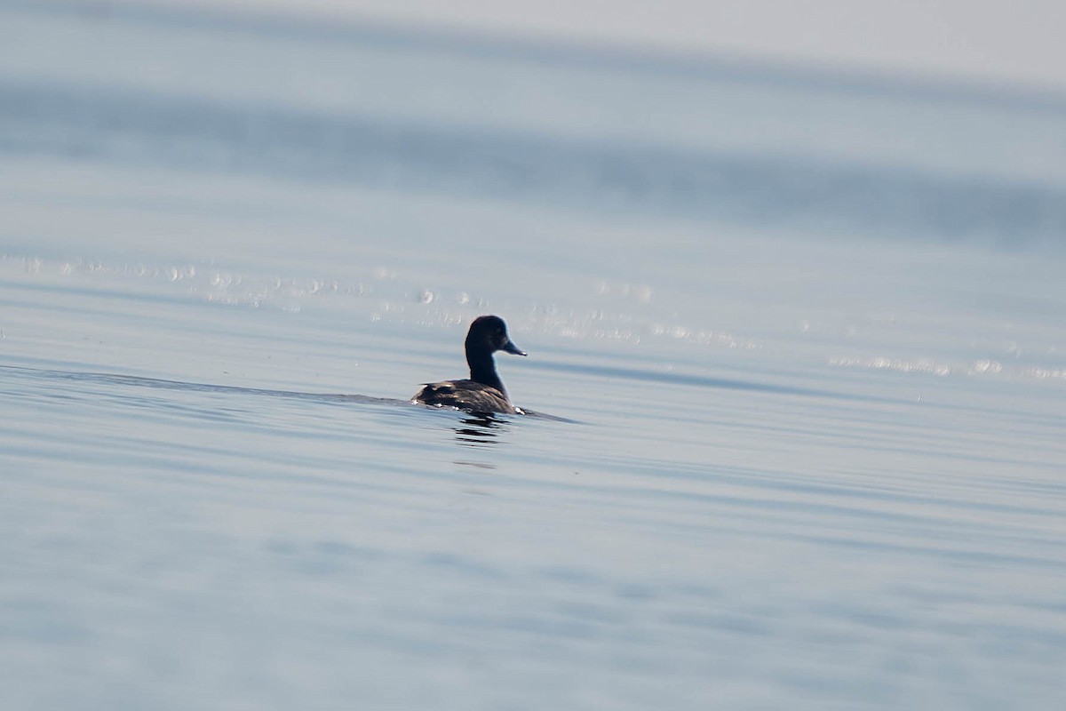 Lesser Scaup - ML646146128