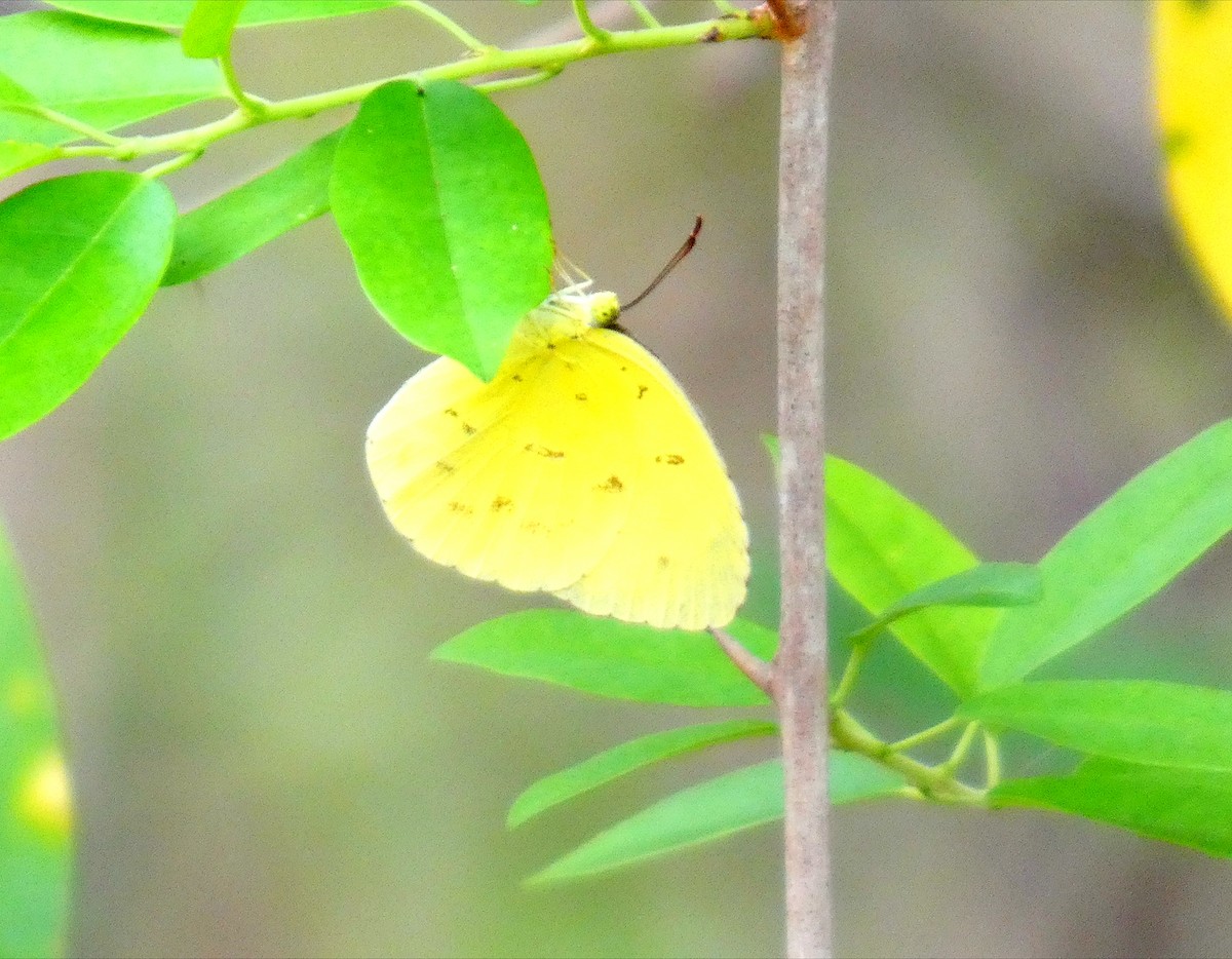 Insects - ML646146135