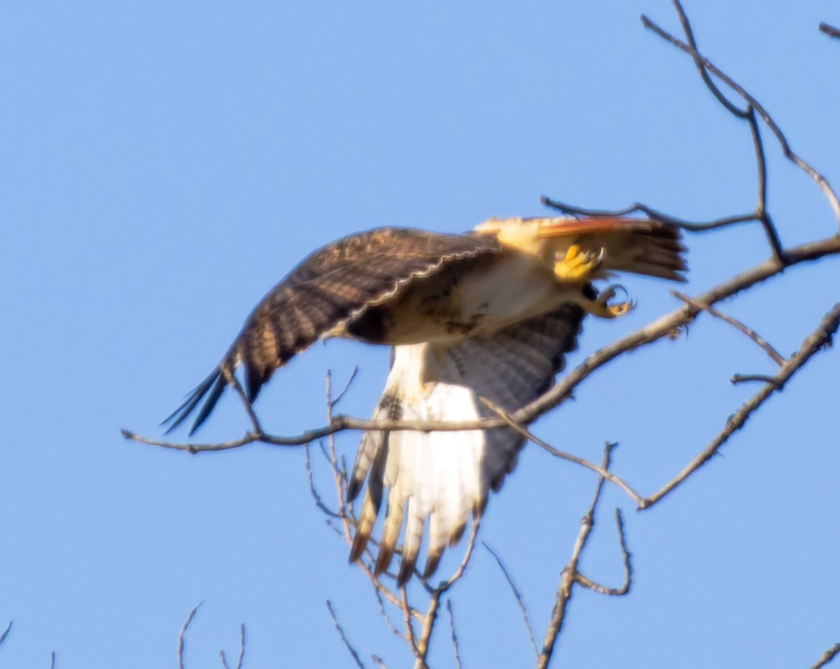 Red-tailed Hawk (borealis) - ML646146136