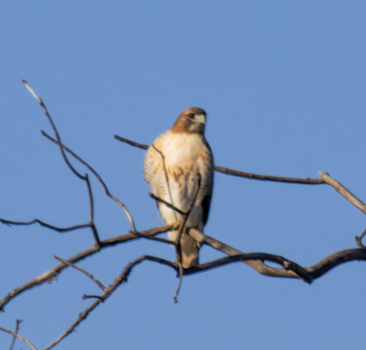 Red-tailed Hawk (borealis) - ML646146137