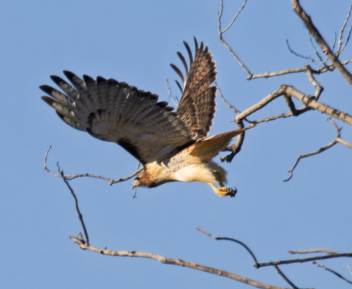 Red-tailed Hawk (borealis) - ML646146138