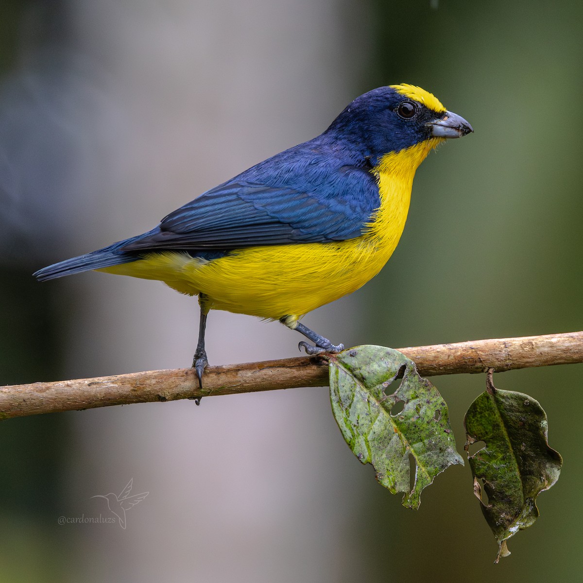 Thick-billed Euphonia - ML646146139