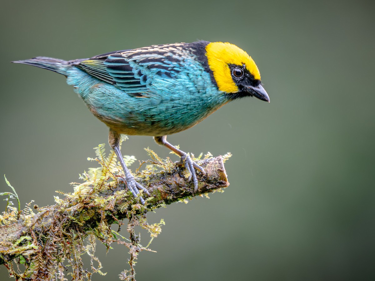 Saffron-crowned Tanager - ML646146140