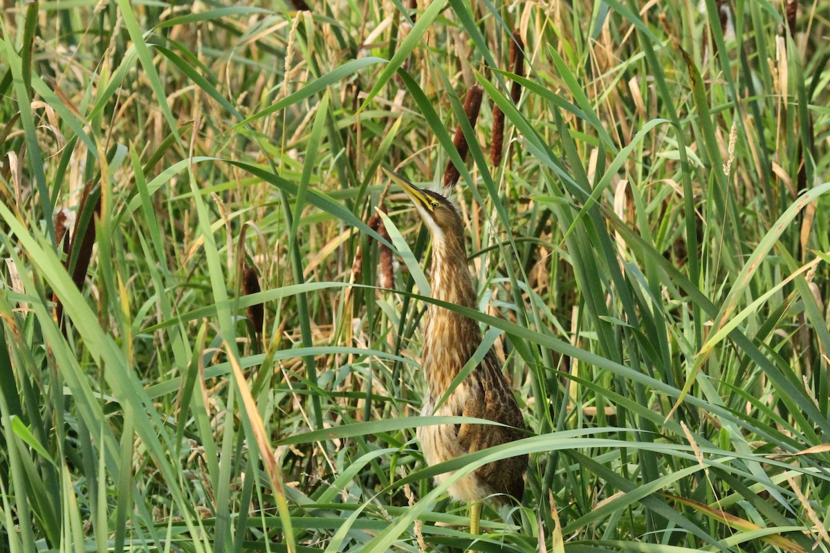 American Bittern - ML646146142