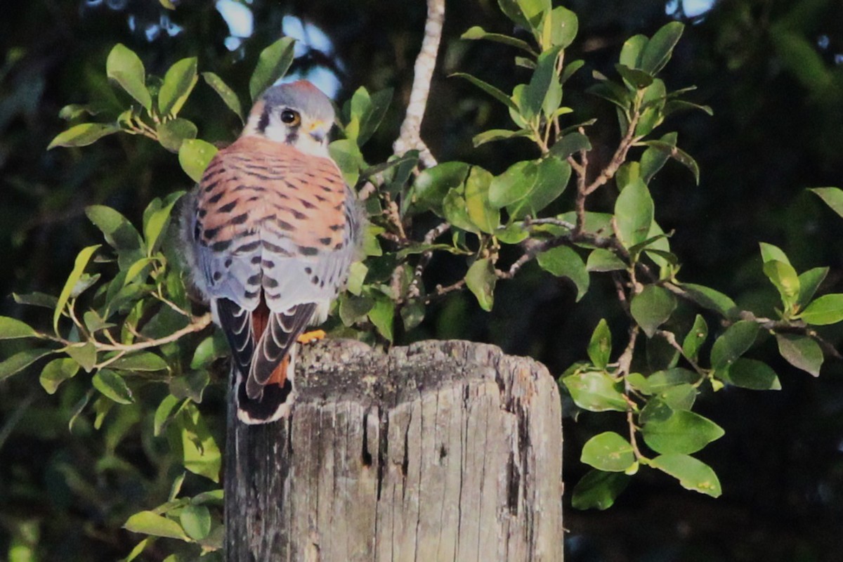 American Kestrel - ML646146144