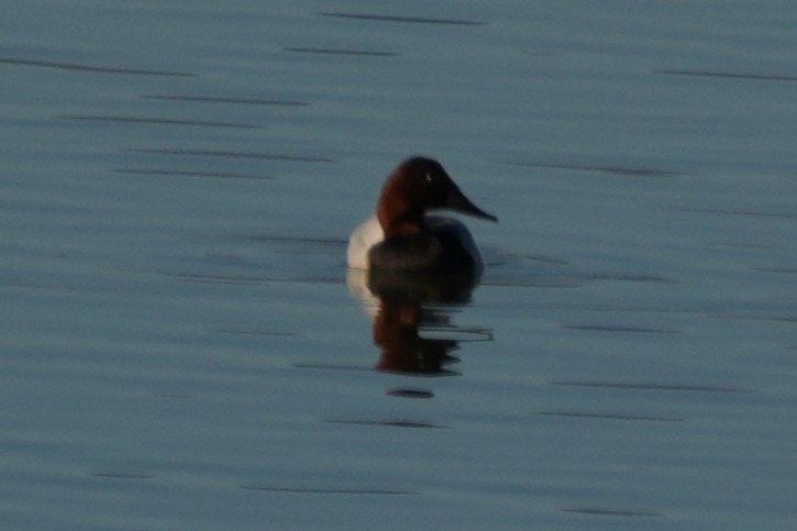Canvasback - ML646146145