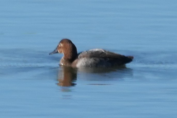 Canvasback - ML646146146